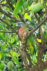 St. Lucia Parrot